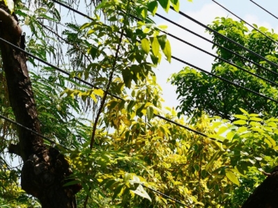 Dense green and yellow foliage of trees intersected by multiple black electrical wires under a bright blue sky with clouds.