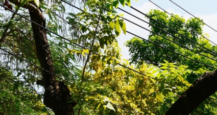 What is vegetation management in electrical systems?