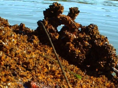 Dense accumulation of mussels attached to a submerged rope or chain near the water’s surface, illustrating marine biofouling.