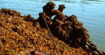 The golden mussel: understand why this invading species is dangerous to nature