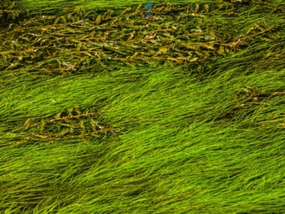 Close-up of bright green aquatic plants flowing underwater, illuminated by sunlight with ripples and reflections on the surface.