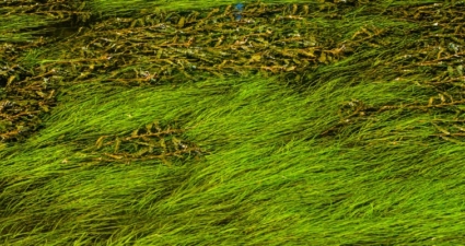 The risk of aquatic macrophyte overgrowth