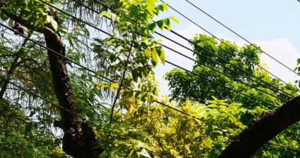 O que é o manejo de vegetação em sistemas elétricos?