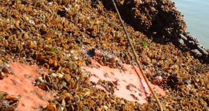 Mexilhão dourado: entenda porque essa espécie invasora é perigosa para a natureza