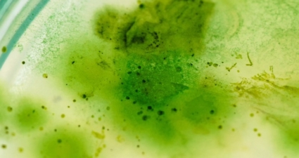 O que são as cianobactérias?