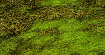 O risco do crescimento excessivo de macrófitas aquáticas