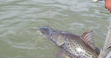 Cemig sedia seminário internacional sobre conservação de peixes