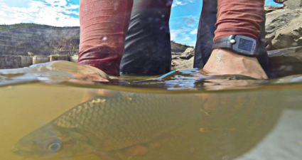 Cemig implanta estrutura para a devolução de peixes no rio Araguari.