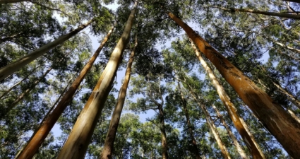 Cemig alerta: plante e colha eucaliptos fora das faixas de segurança