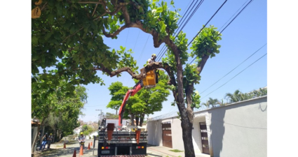 Cemig alerta: podas de árvores devem ser feitas com máxima atenção para evitar acidentes com a rede elétrica