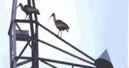 Cone antipouso de aves para estruturas de linhas de transmissão