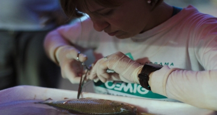 RELATÓRIO DE 15 ANOS DO PROGRAMA PEIXE VIVO