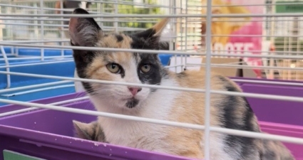 Cemig promove feira de adoção de pets em Belo Horizonte