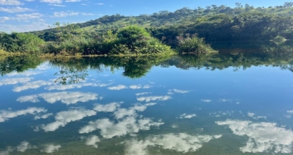 Dia da Árvore: Cemig se aproxima da marca de 1 milhão de mudas plantadas em seis anos