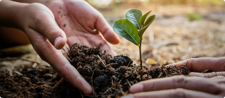 Mãos humanas cuidando do plantio de uma muda verde em solo fértil.