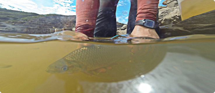 Pessoa com as pernas submersas parcialmente em um rio segurando um peixe vivo na água.