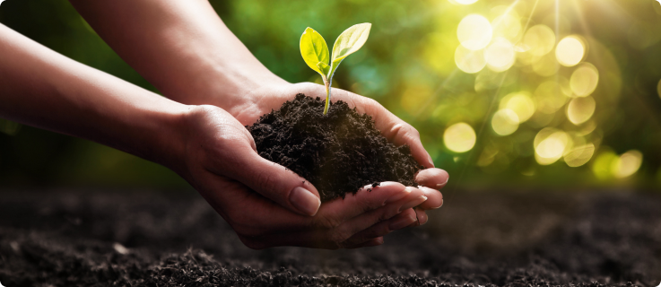 Mãos segurando uma muda verde em solo escuro com luz solar ao fundo.