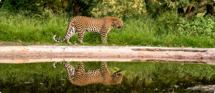 Onça-pintada caminhando próxima a um corpo d’água com seu reflexo visível.