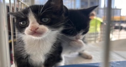 Feiras de adoção de pets promovidas pela Cemig são sucesso em todo o estado