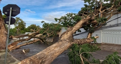Cemig alerta para riscos e orienta como proceder em caso de quedas de árvores durante tempestades